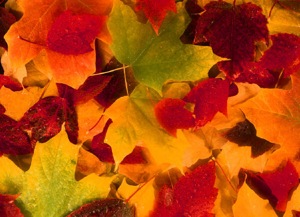 Autumn leaves